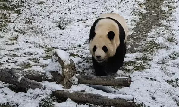 푸바오