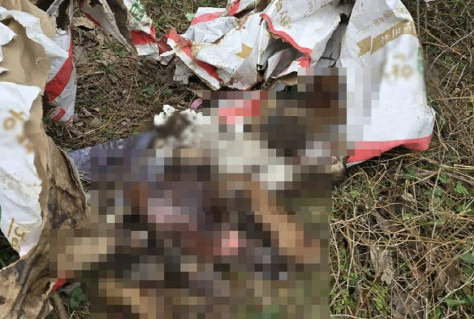 제주 한 임야에서 제주 말 사체 발견, 불법 도축 수사, 동물보호법 위반, 폐기물관리법 적용, 경찰 수사 착수
