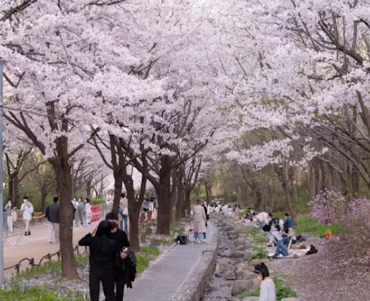벚꽃