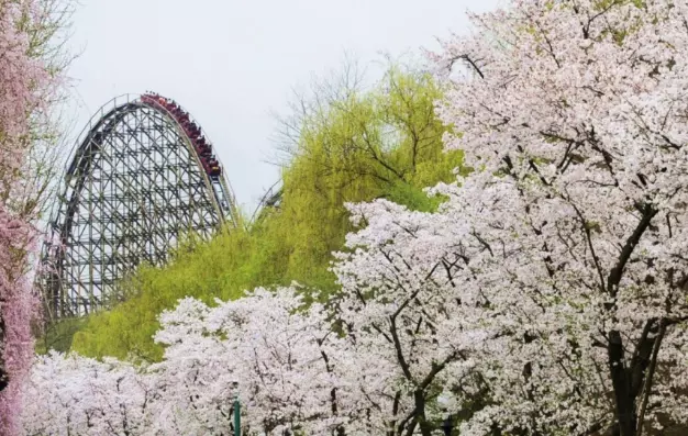 벚꽃